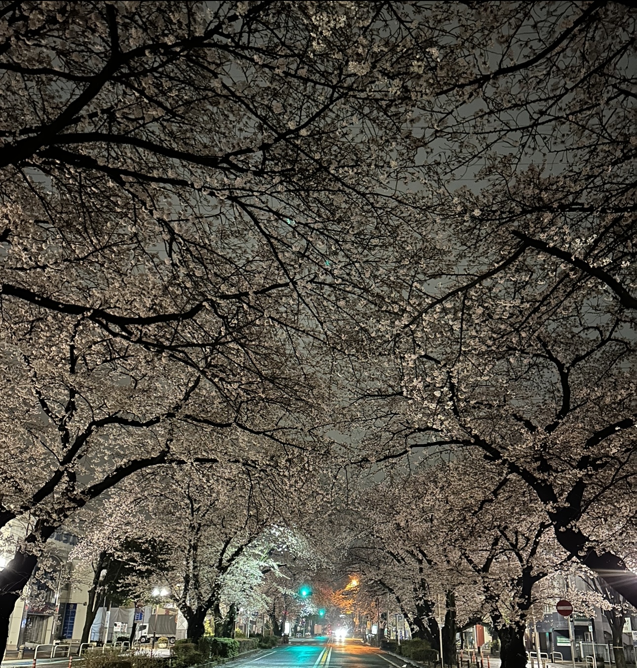 桜並木♪