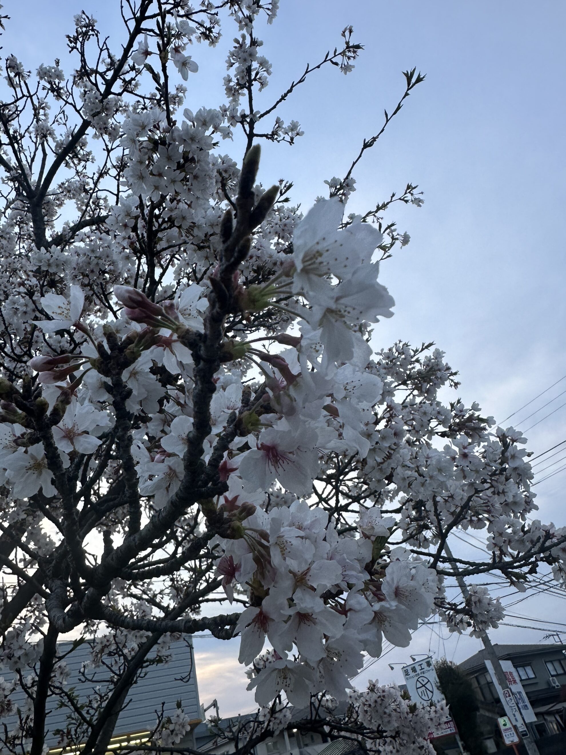 Panacareの近くにも桜見つけました！